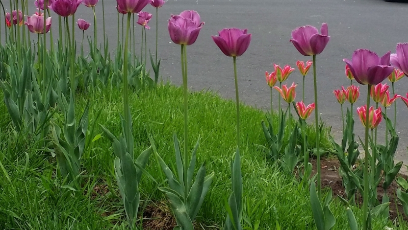 Colors of Yerevan